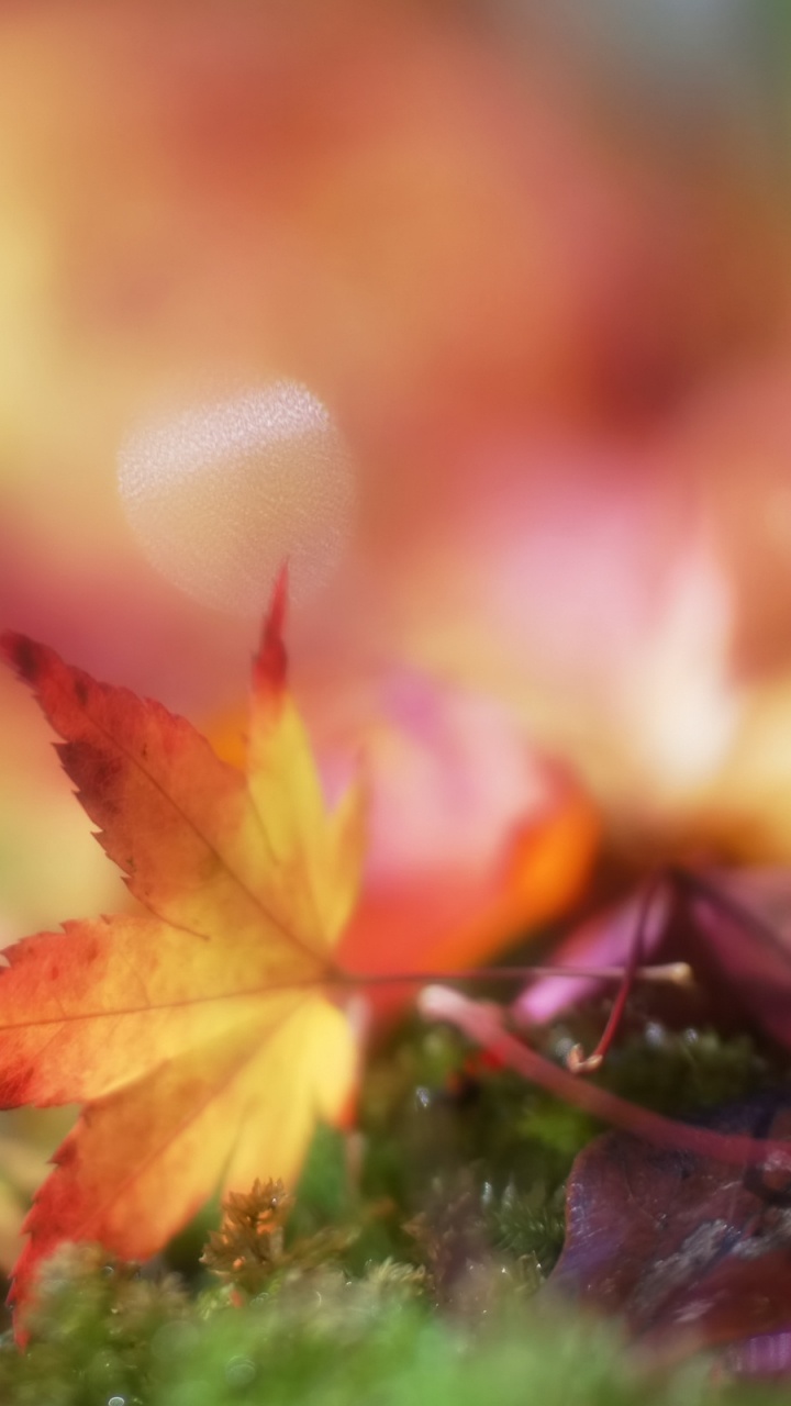 Brown Leaf on Green Grass. Wallpaper in 720x1280 Resolution