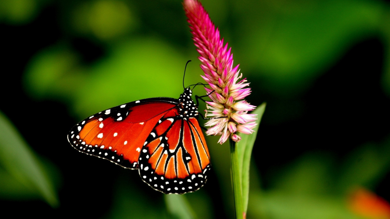 Monarch Butterfly Perched on Pink Flower in Close up Photography During Daytime. Wallpaper in 1366x768 Resolution