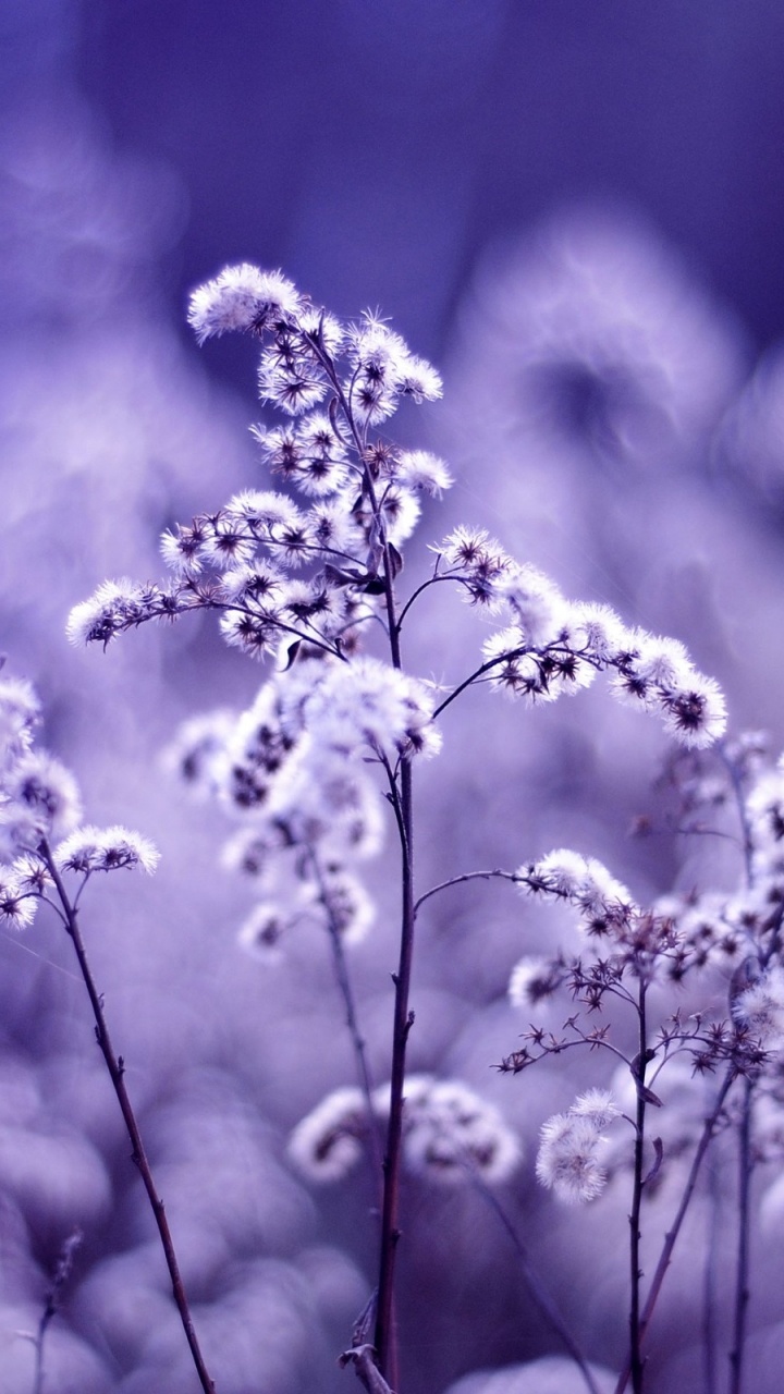 Purple Flower in Grayscale Photography. Wallpaper in 720x1280 Resolution