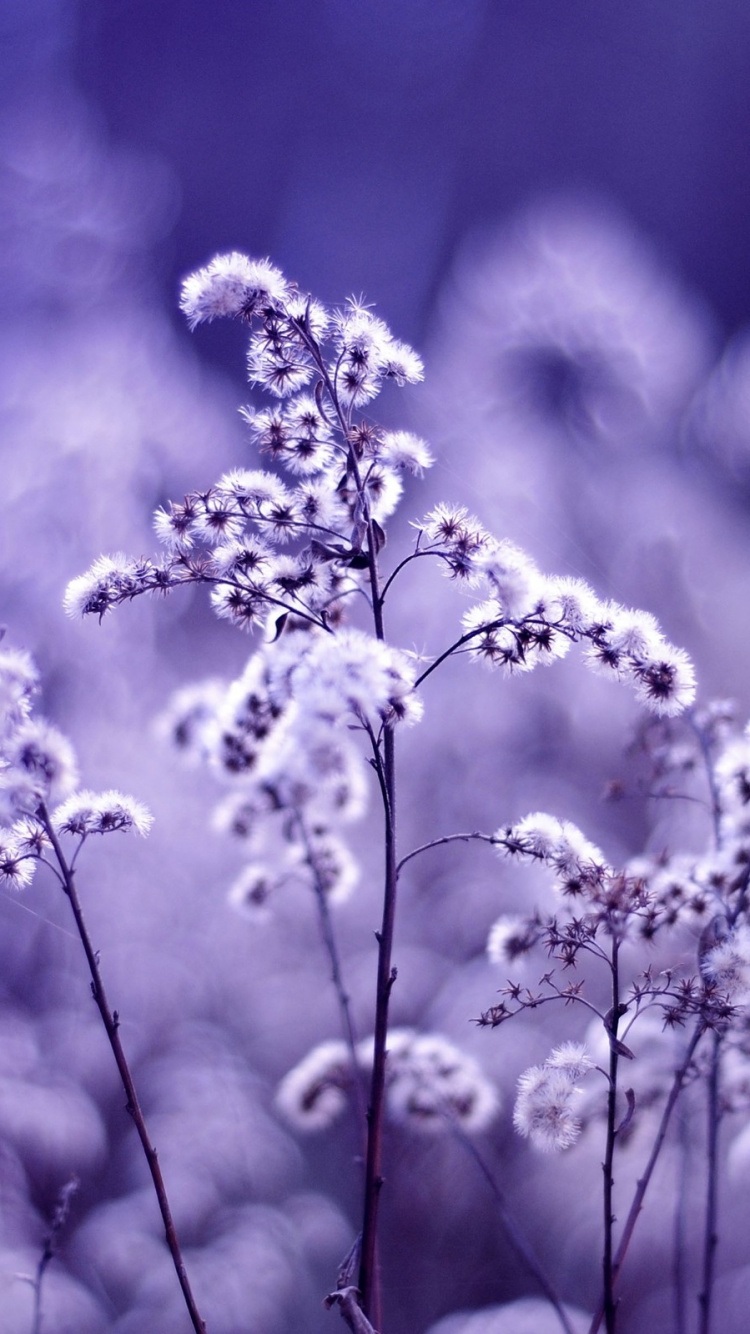 Purple Flower in Grayscale Photography. Wallpaper in 750x1334 Resolution