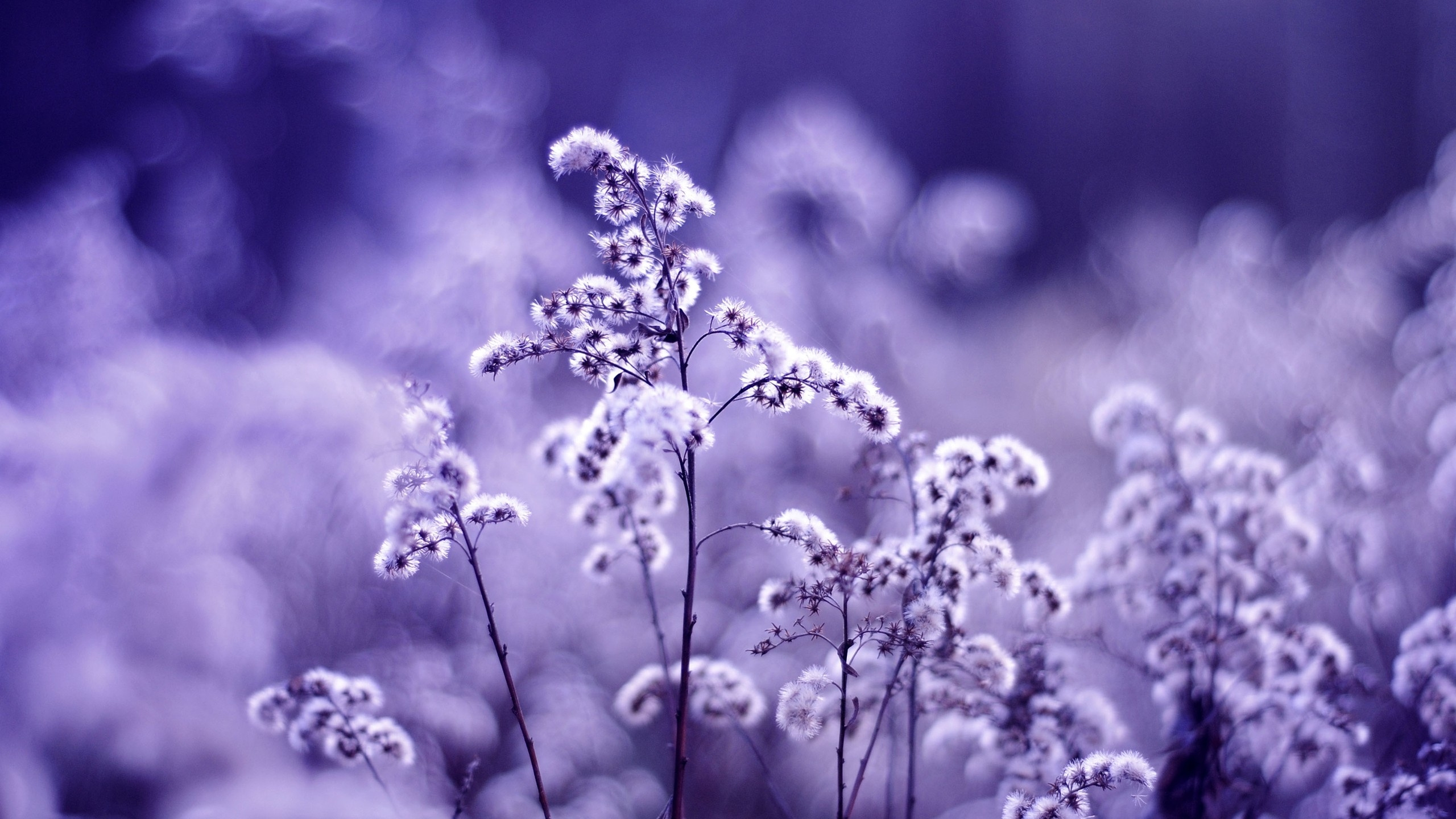 Fleur Violette en Photographie en Niveaux de Gris. Wallpaper in 2560x1440 Resolution