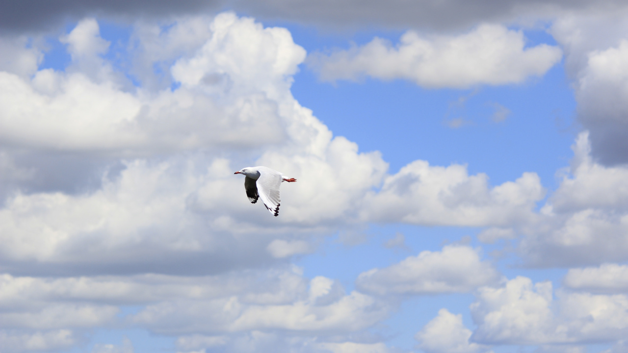 White and Black Bird Flying Under White Clouds During Daytime. Wallpaper in 1280x720 Resolution