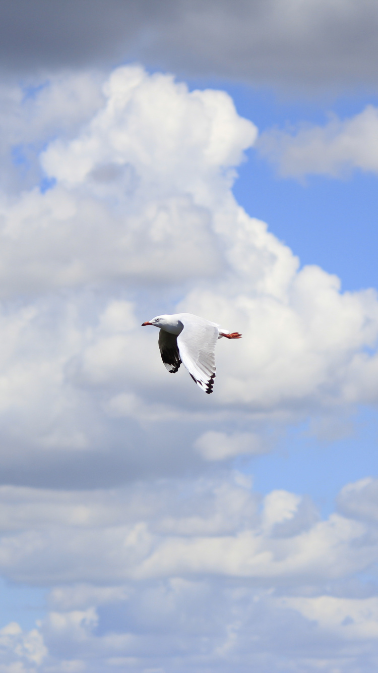 White and Black Bird Flying Under White Clouds During Daytime. Wallpaper in 750x1334 Resolution