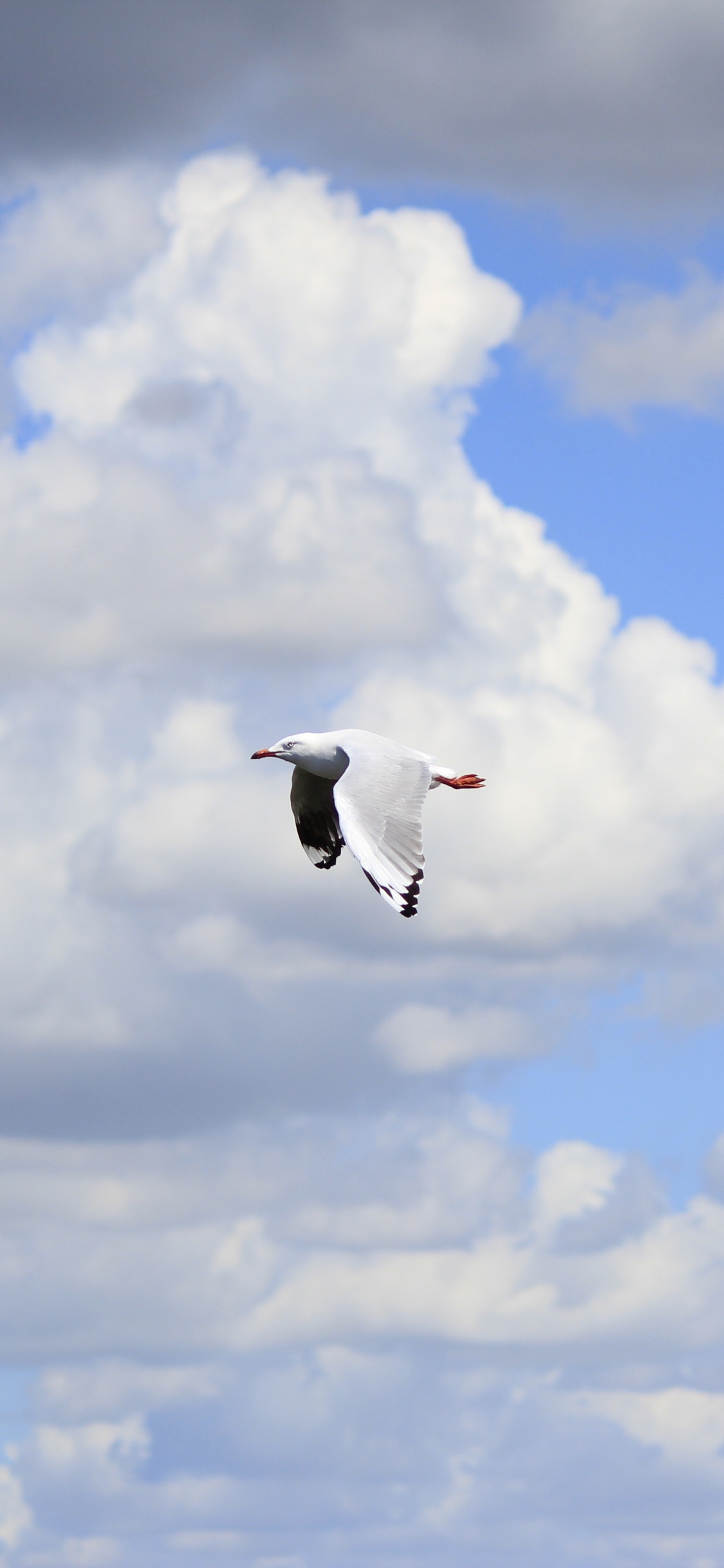 Oiseau Blanc et Noir Volant Sous Des Nuages Blancs Pendant la Journée. Wallpaper in 1125x2436 Resolution