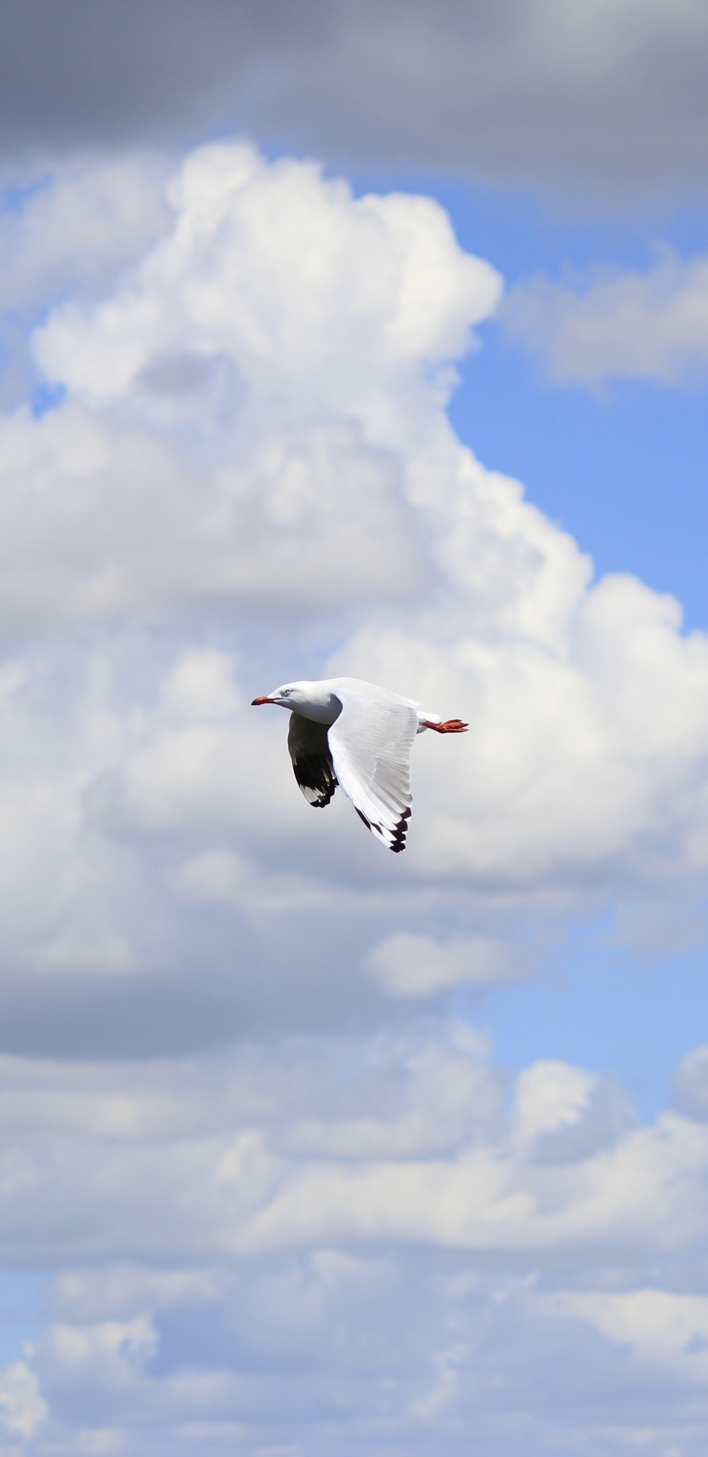 Pájaro Blanco y Negro Volando Bajo Nubes Blancas Durante el Día. Wallpaper in 1440x2960 Resolution