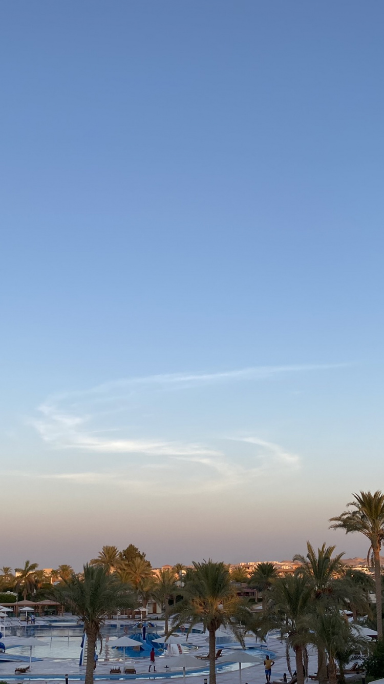 Palm Trees, Tree, Woody Plant, Freezing, Palm Tree. Wallpaper in 750x1334 Resolution