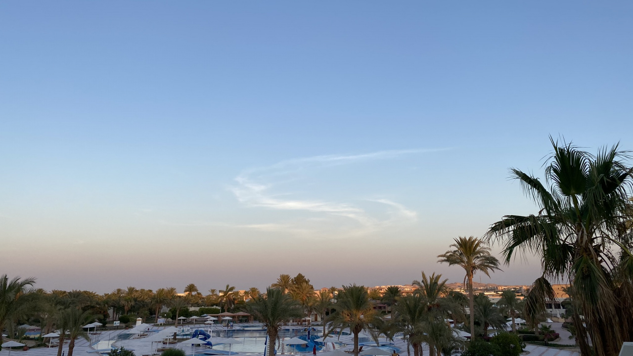 Palme, Baum, Woody Pflanze, Einfrieren, Abend. Wallpaper in 1280x720 Resolution