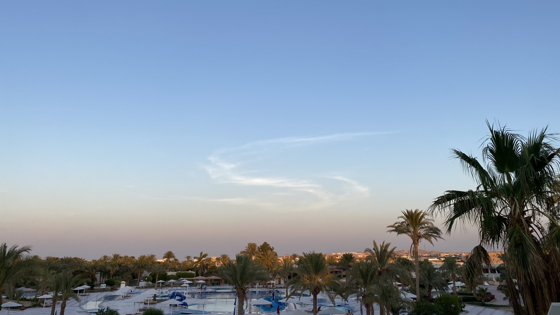 Palme, Baum, Woody Pflanze, Einfrieren, Abend. Wallpaper in 1920x1080 Resolution