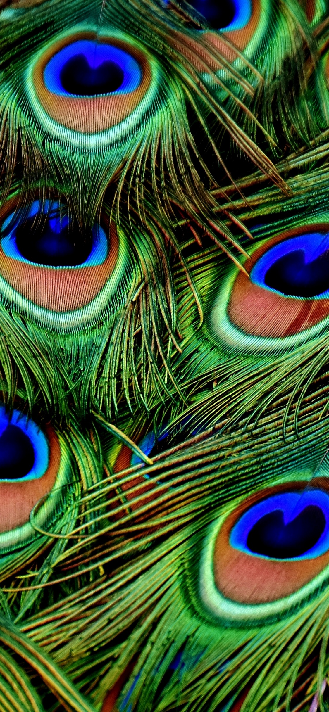Green Blue and Brown Peacock Feather. Wallpaper in 1125x2436 Resolution