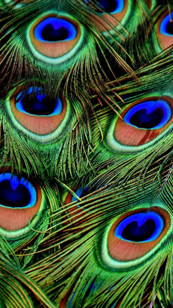 Plume de Paon Vert Bleu et Marron. Wallpaper in 720x1280 Resolution