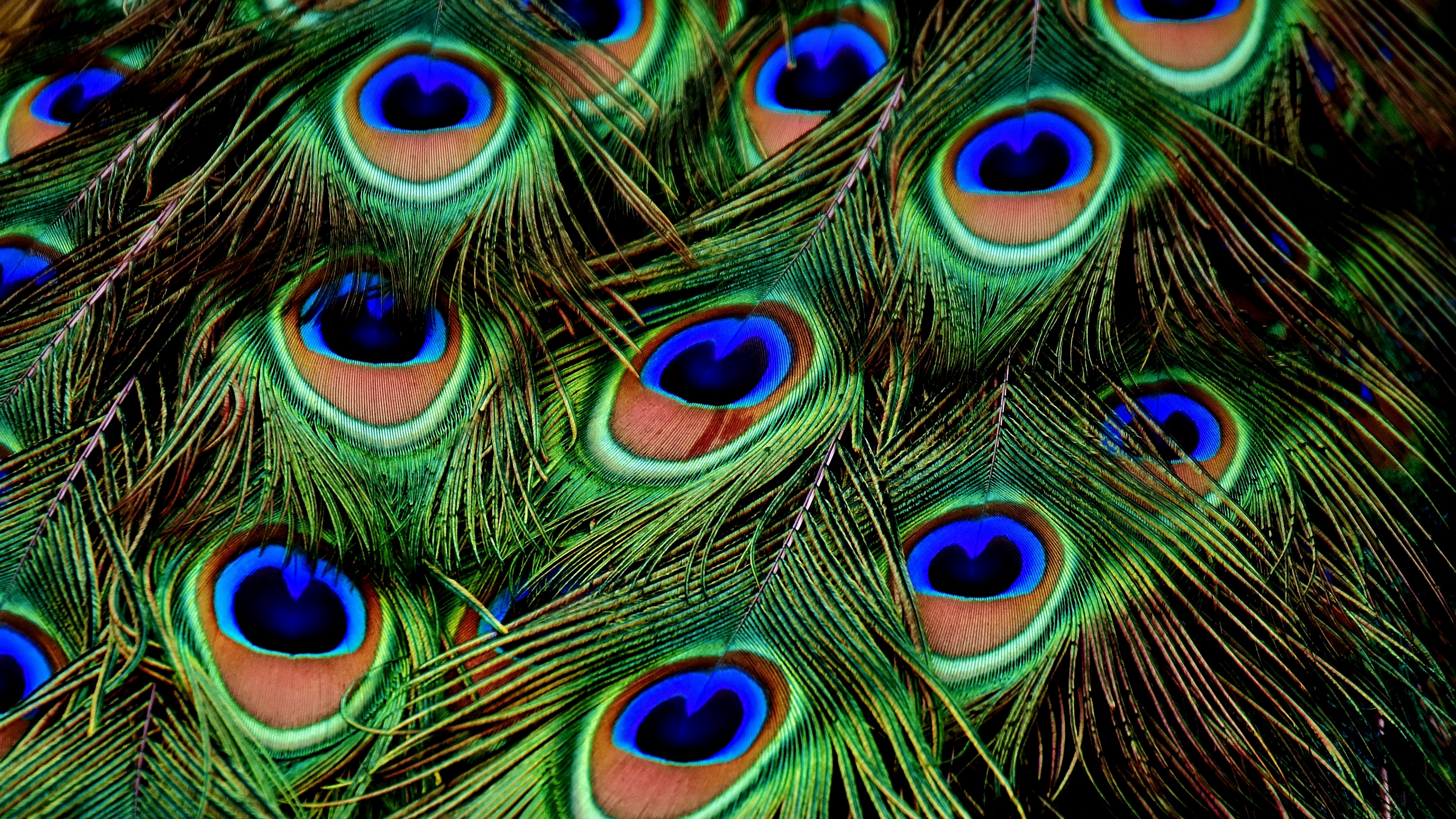 孔雀, 羽毛, 电蓝色的, 时尚的附件, 分形技术 壁纸 3840x2160 允许