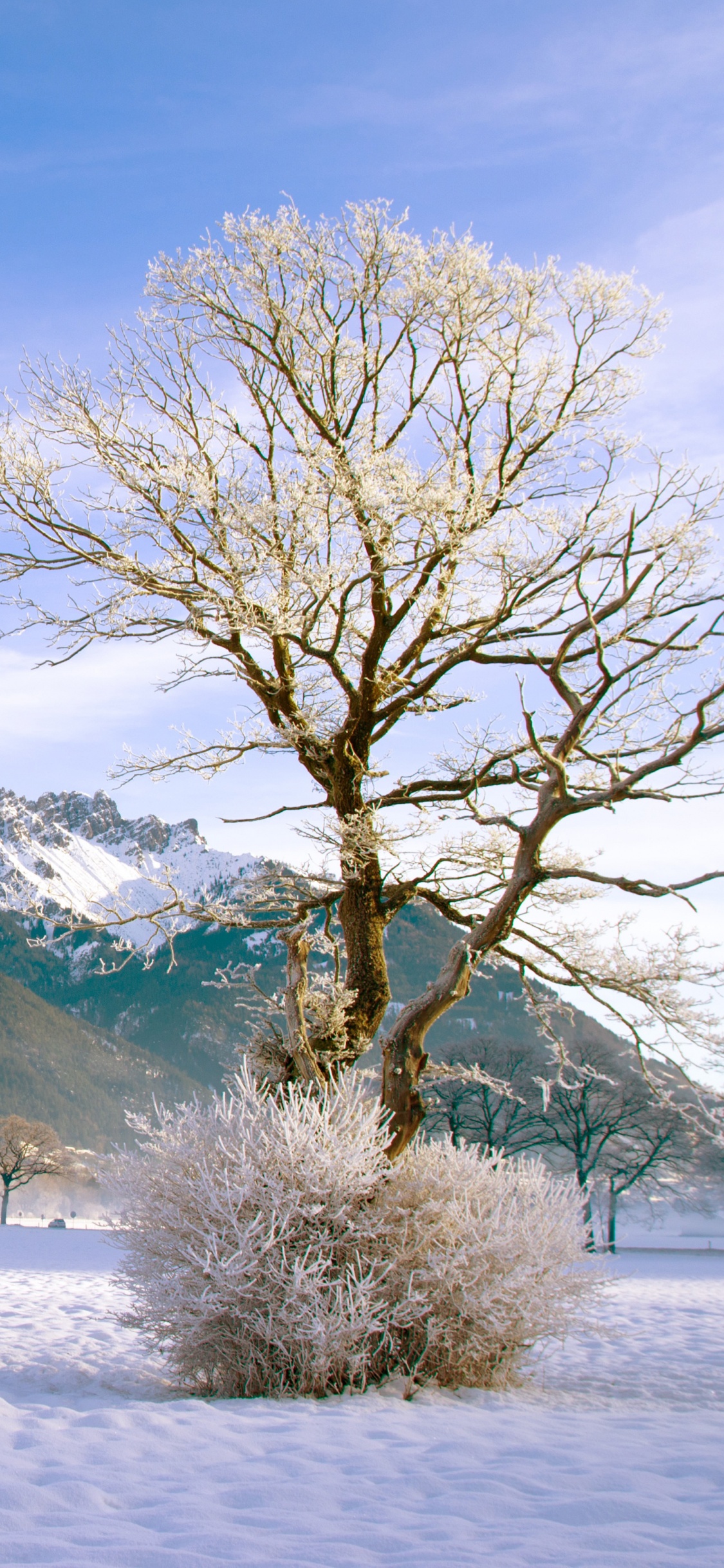 Árbol Desnudo Sobre un Terreno Cubierto de Nieve Cerca de la Montaña Bajo un Cielo Azul Durante el Día. Wallpaper in 1125x2436 Resolution