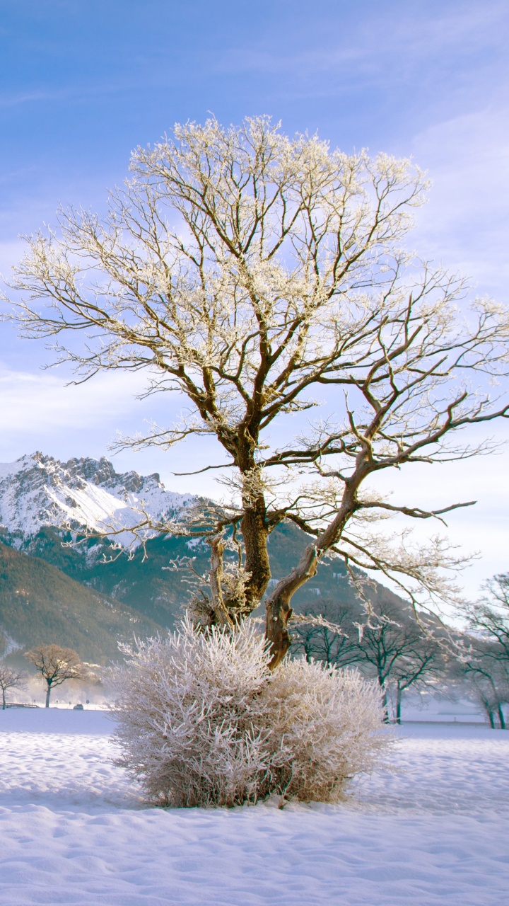 Árbol Desnudo Sobre un Terreno Cubierto de Nieve Cerca de la Montaña Bajo un Cielo Azul Durante el Día. Wallpaper in 720x1280 Resolution