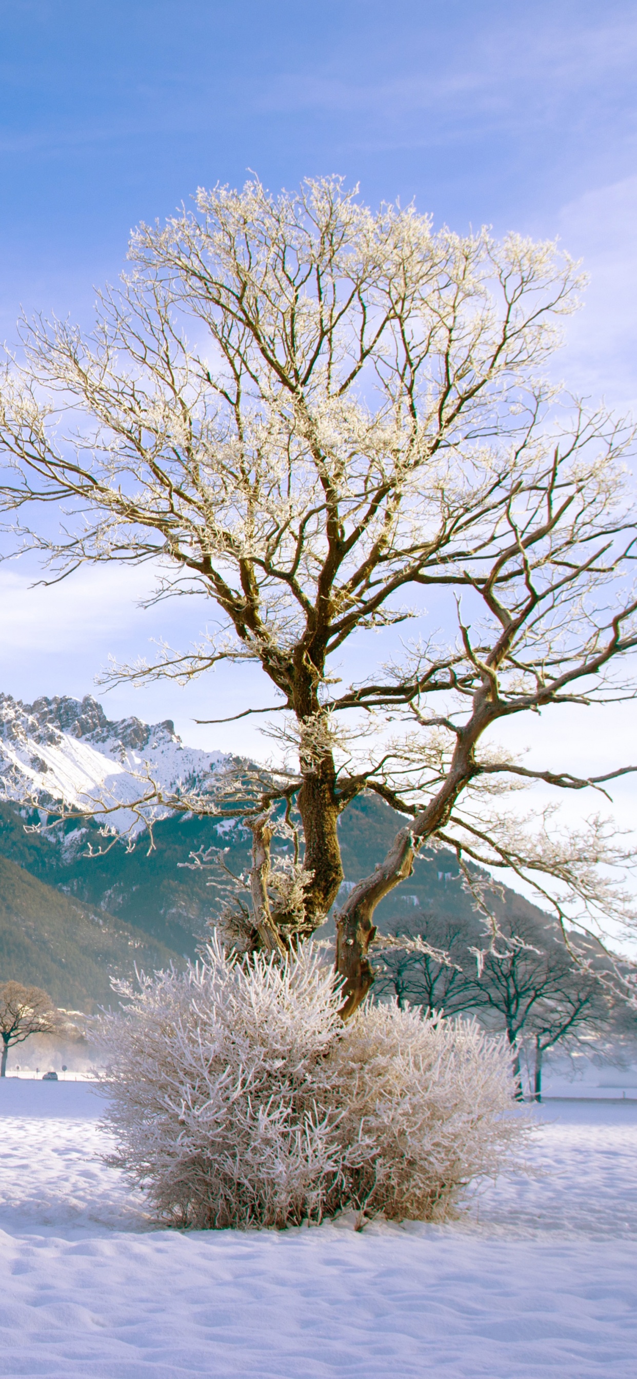 Kahler Baum Auf Schneebedecktem Boden in Der Nähe Des Berges Unter Blauem Himmel Tagsüber. Wallpaper in 1242x2688 Resolution