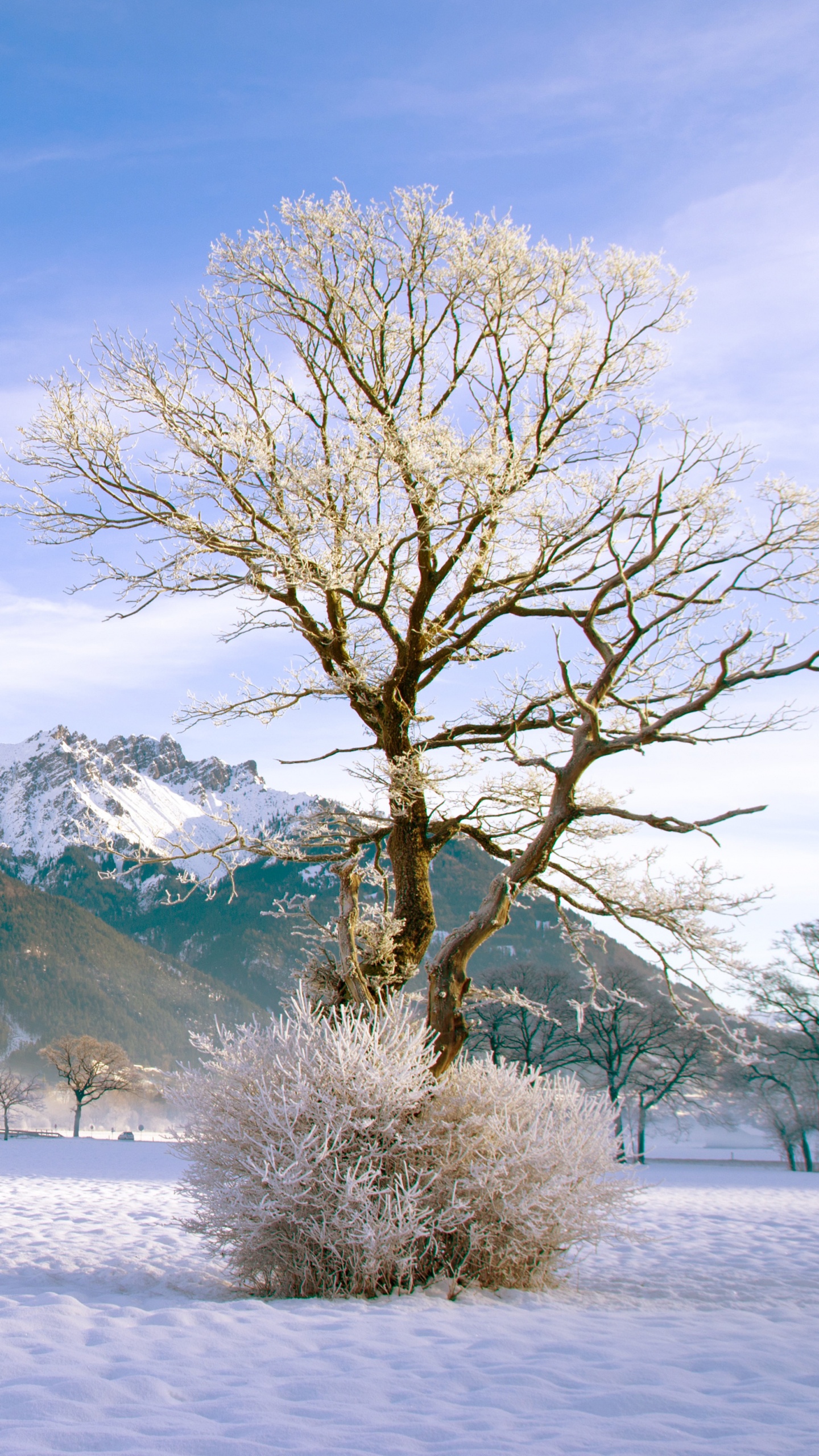 Bare Tree on Snow Covered Ground Near Mountain Under Blue Sky During Daytime. Wallpaper in 1440x2560 Resolution