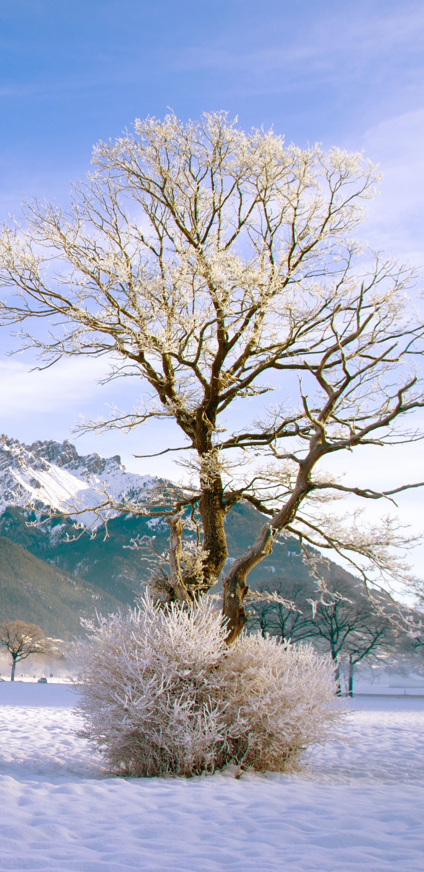 Bare Tree on Snow Covered Ground Near Mountain Under Blue Sky During Daytime. Wallpaper in 1440x2960 Resolution