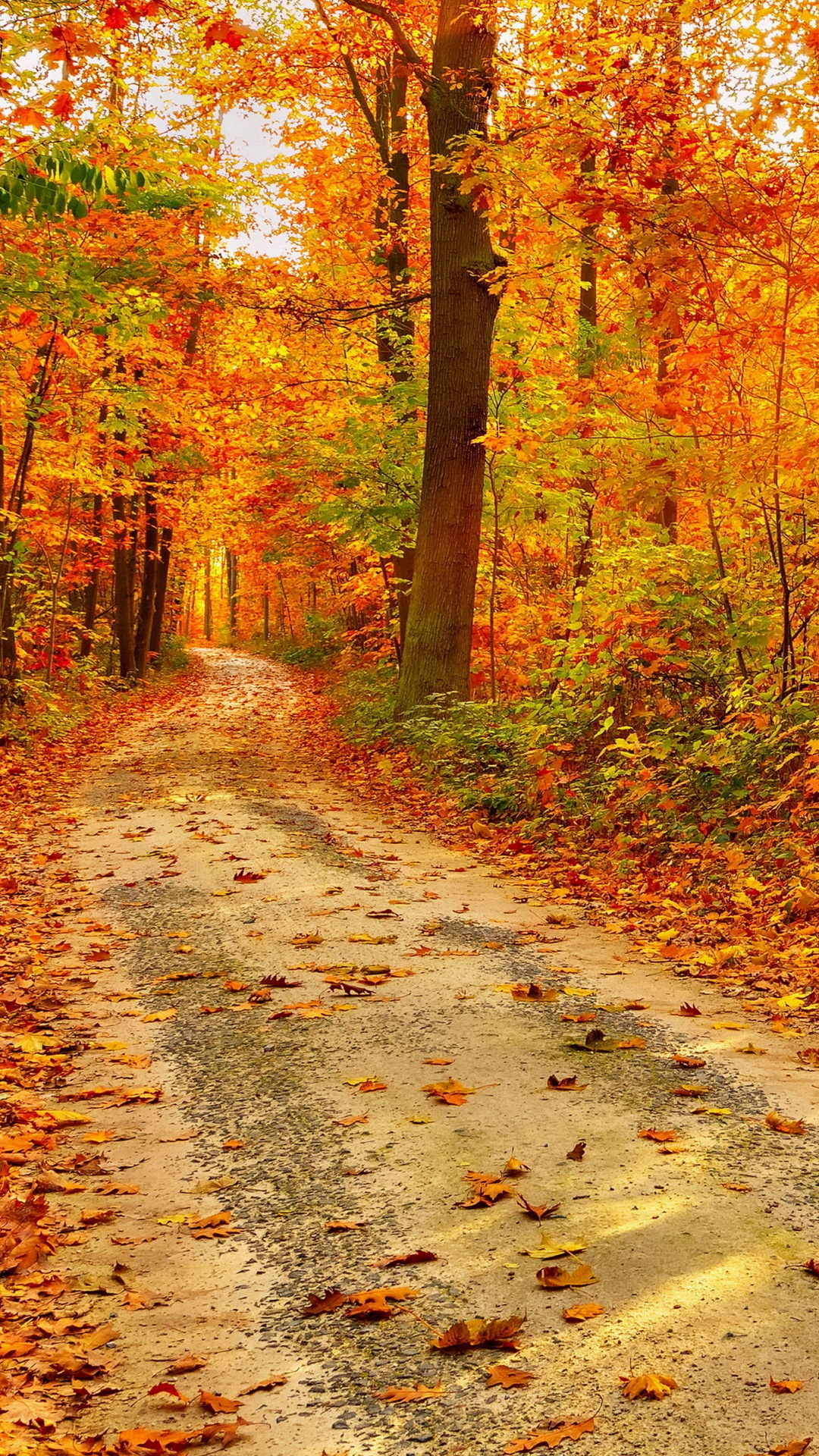 Gray Asphalt Road Between Brown Trees During Daytime. Wallpaper in 1080x1920 Resolution