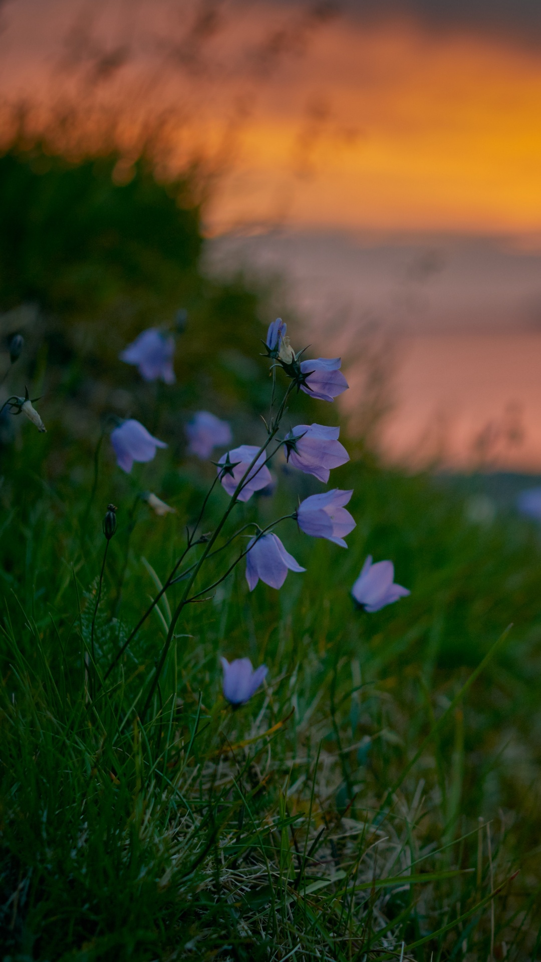 White and Purple Flowers on Green Grass Field During Sunset. Wallpaper in 1080x1920 Resolution