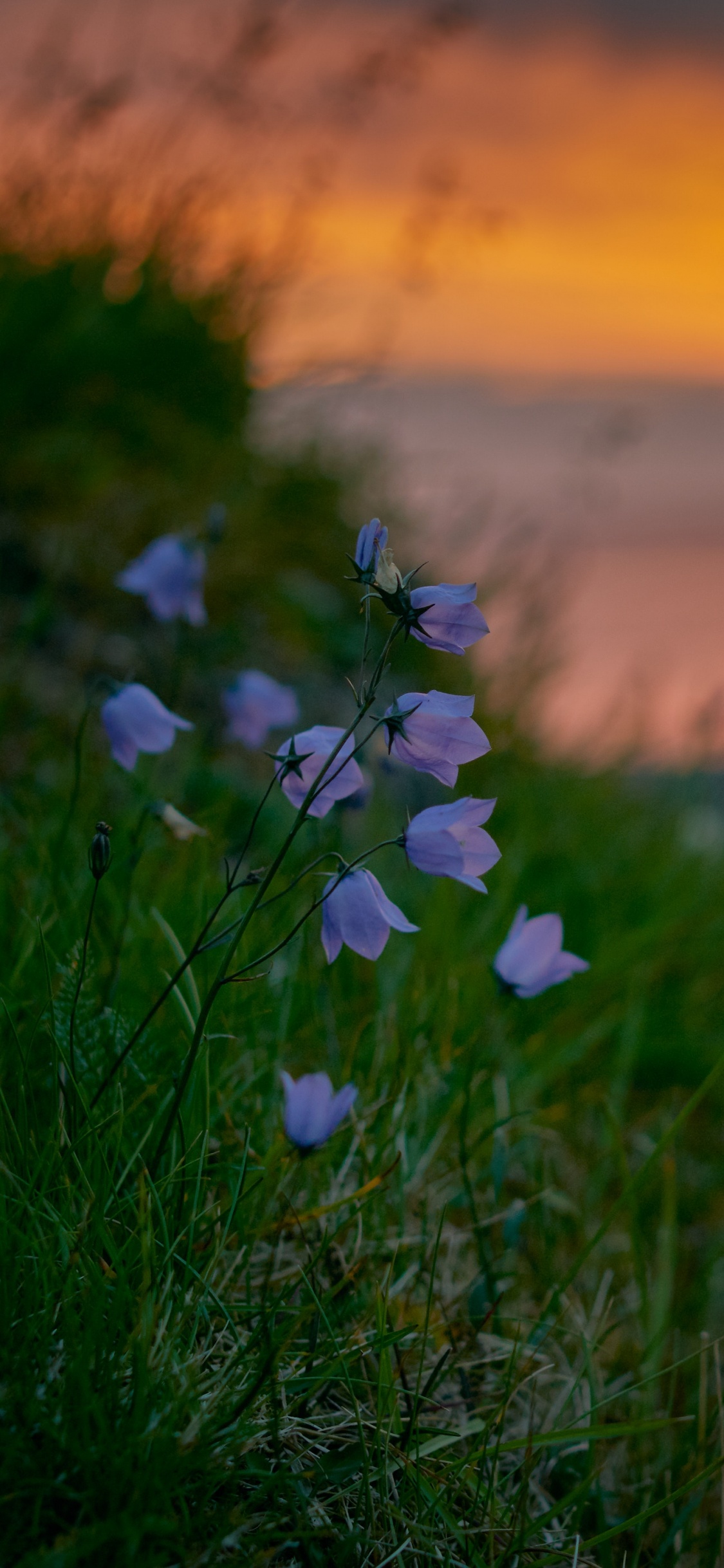 White and Purple Flowers on Green Grass Field During Sunset. Wallpaper in 1125x2436 Resolution