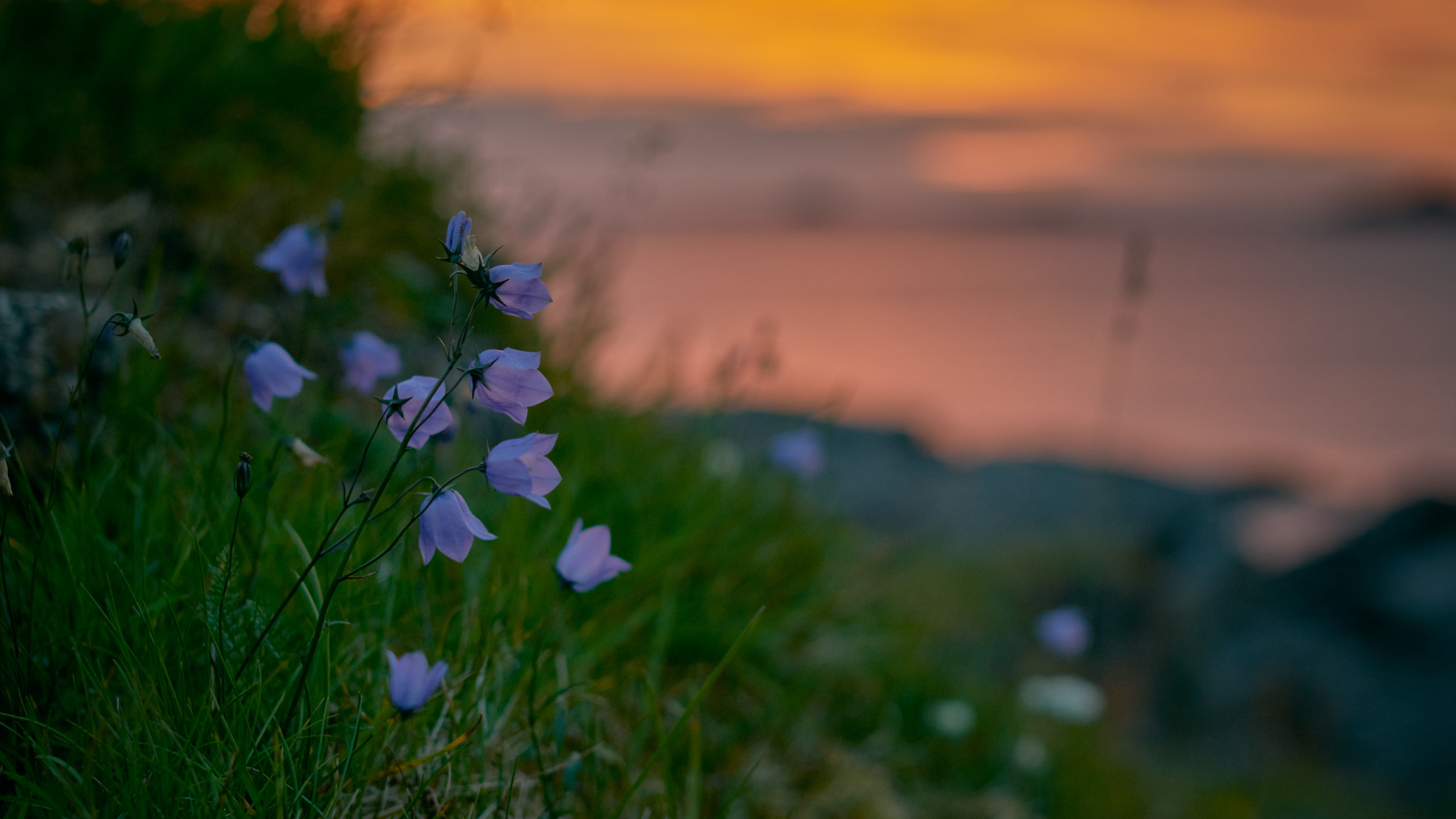 White and Purple Flowers on Green Grass Field During Sunset. Wallpaper in 2560x1440 Resolution