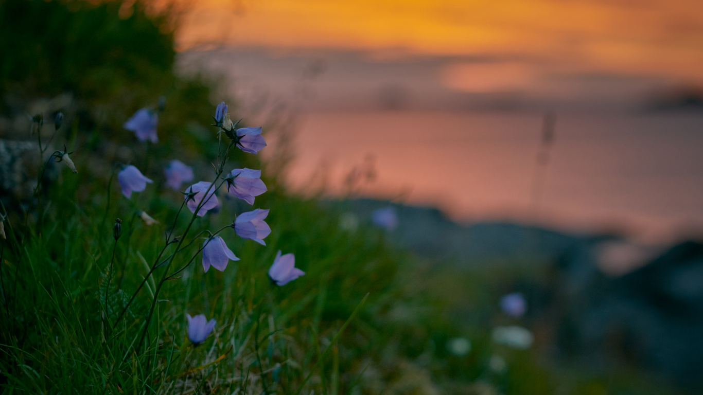 Fleurs Blanches et Violettes Sur Terrain D'herbe Verte Pendant le Coucher du Soleil. Wallpaper in 1366x768 Resolution