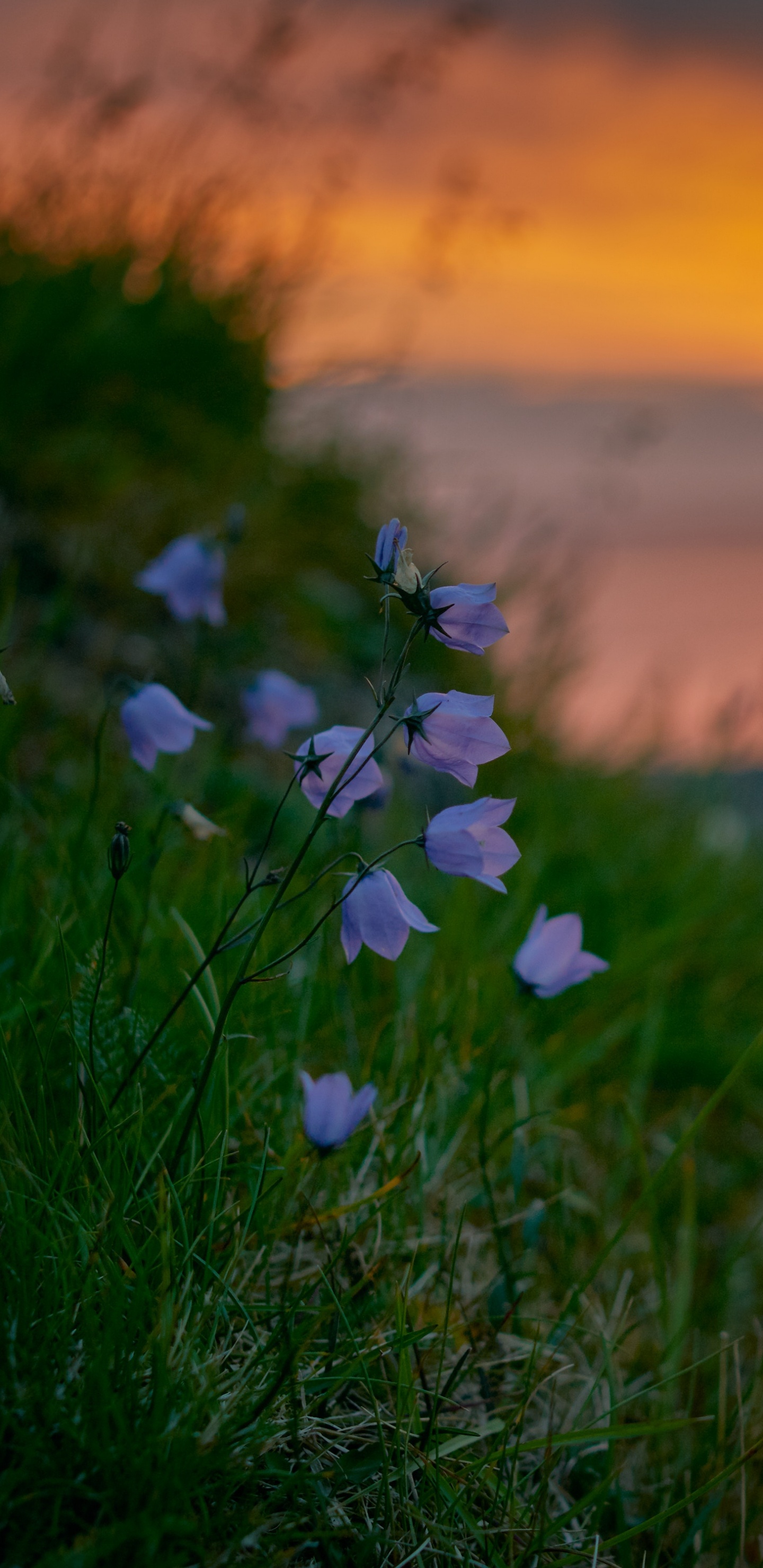 Fleurs Blanches et Violettes Sur Terrain D'herbe Verte Pendant le Coucher du Soleil. Wallpaper in 1440x2960 Resolution