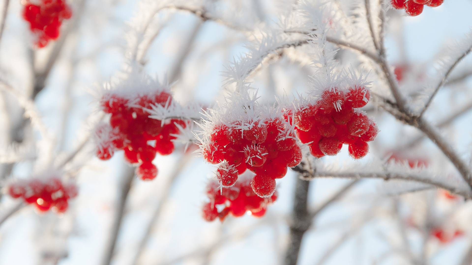 Fleurs Rouges et Blanches Sur Une Branche D'arbre. Wallpaper in 1920x1080 Resolution
