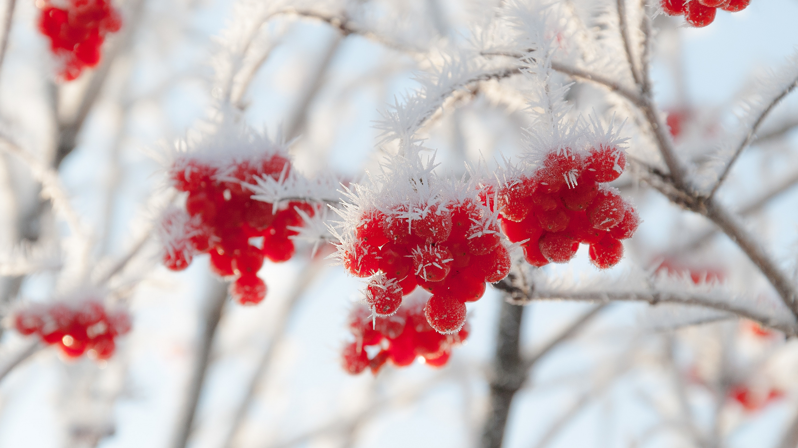 Fleurs Rouges et Blanches Sur Une Branche D'arbre. Wallpaper in 2560x1440 Resolution