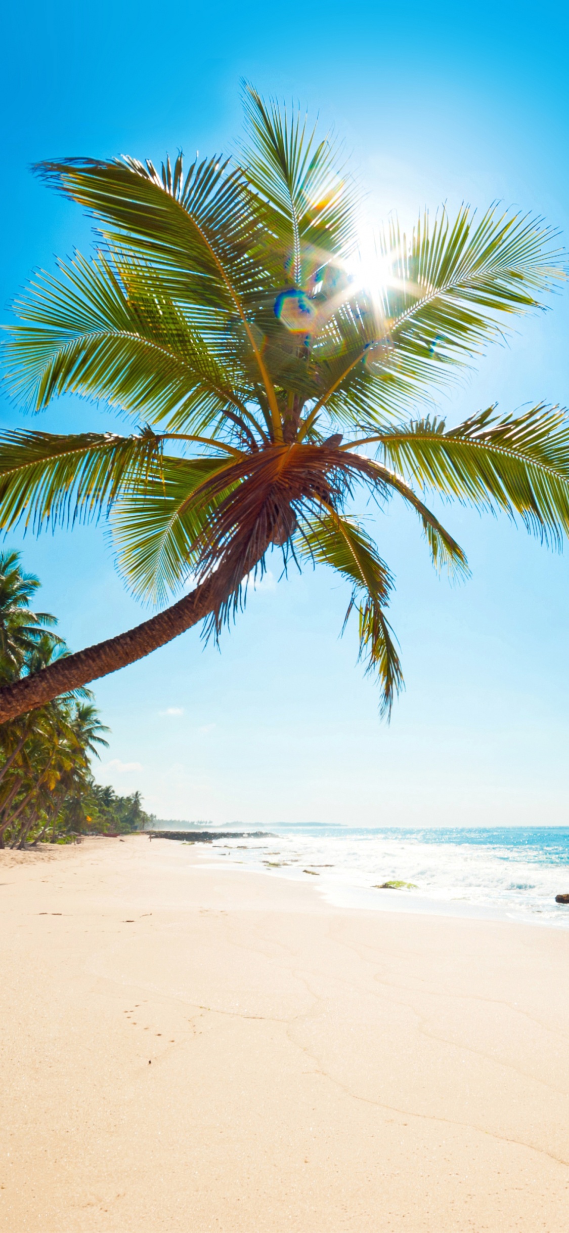 Palm Tree on Beach Shore During Daytime. Wallpaper in 1125x2436 Resolution