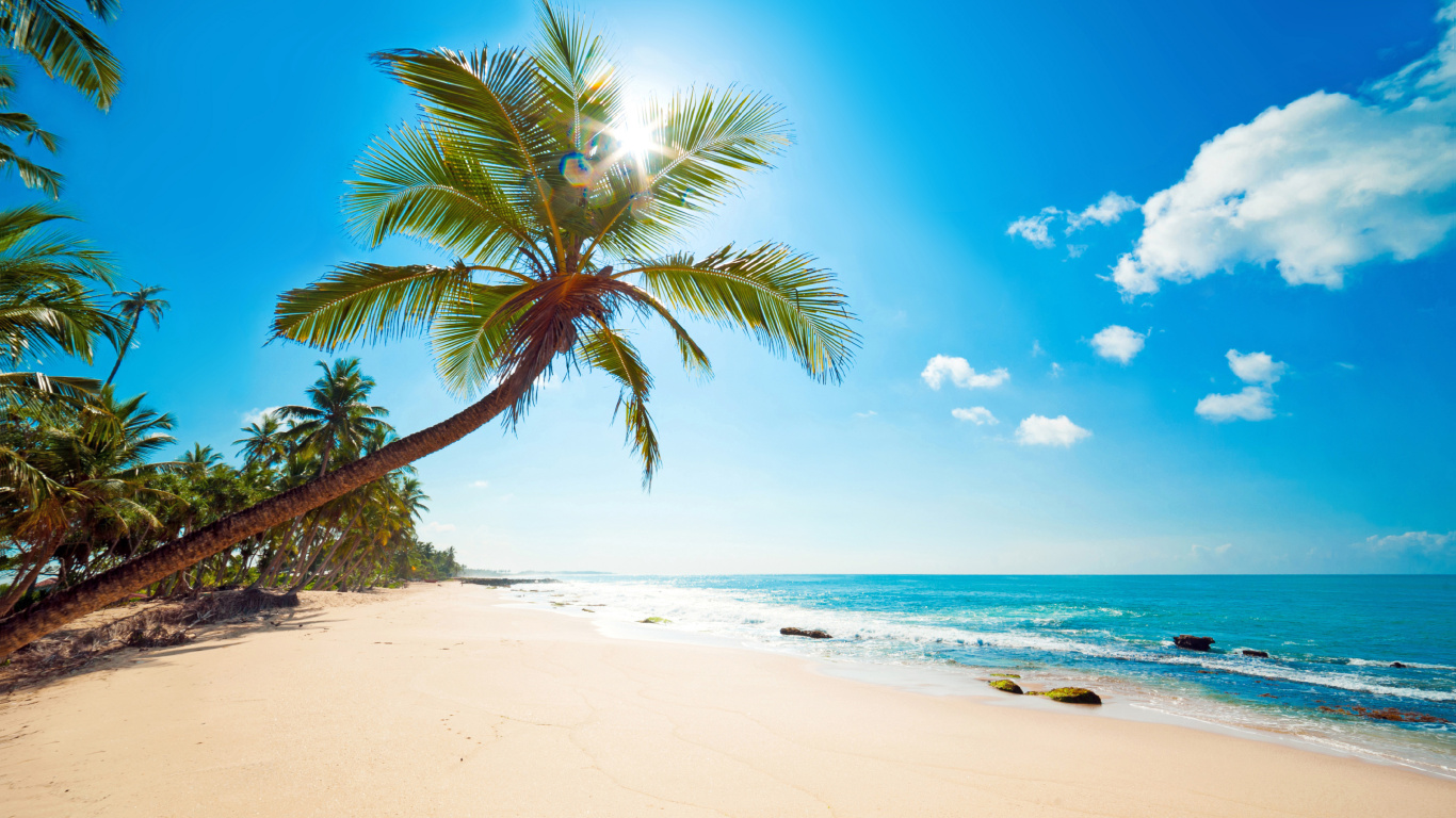 Palm Tree on Beach Shore During Daytime. Wallpaper in 1366x768 Resolution