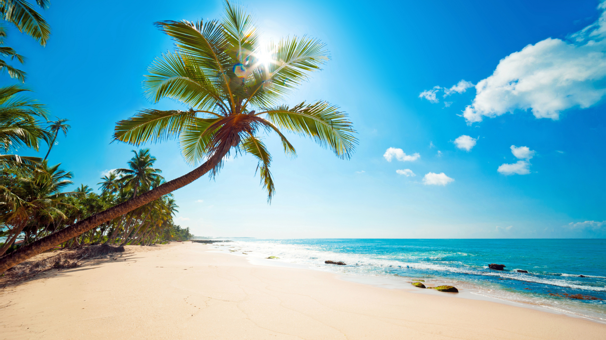 Palm Tree on Beach Shore During Daytime. Wallpaper in 2560x1440 Resolution