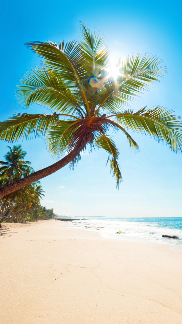 Palm Tree on Beach Shore During Daytime. Wallpaper in 720x1280 Resolution