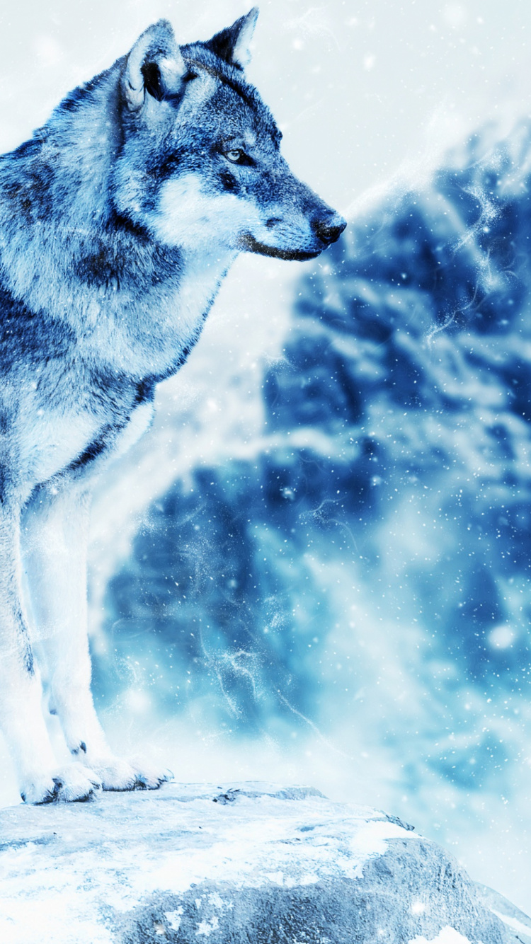 Lobo Marrón, Posición, En, Roca Marrón. Wallpaper in 750x1334 Resolution