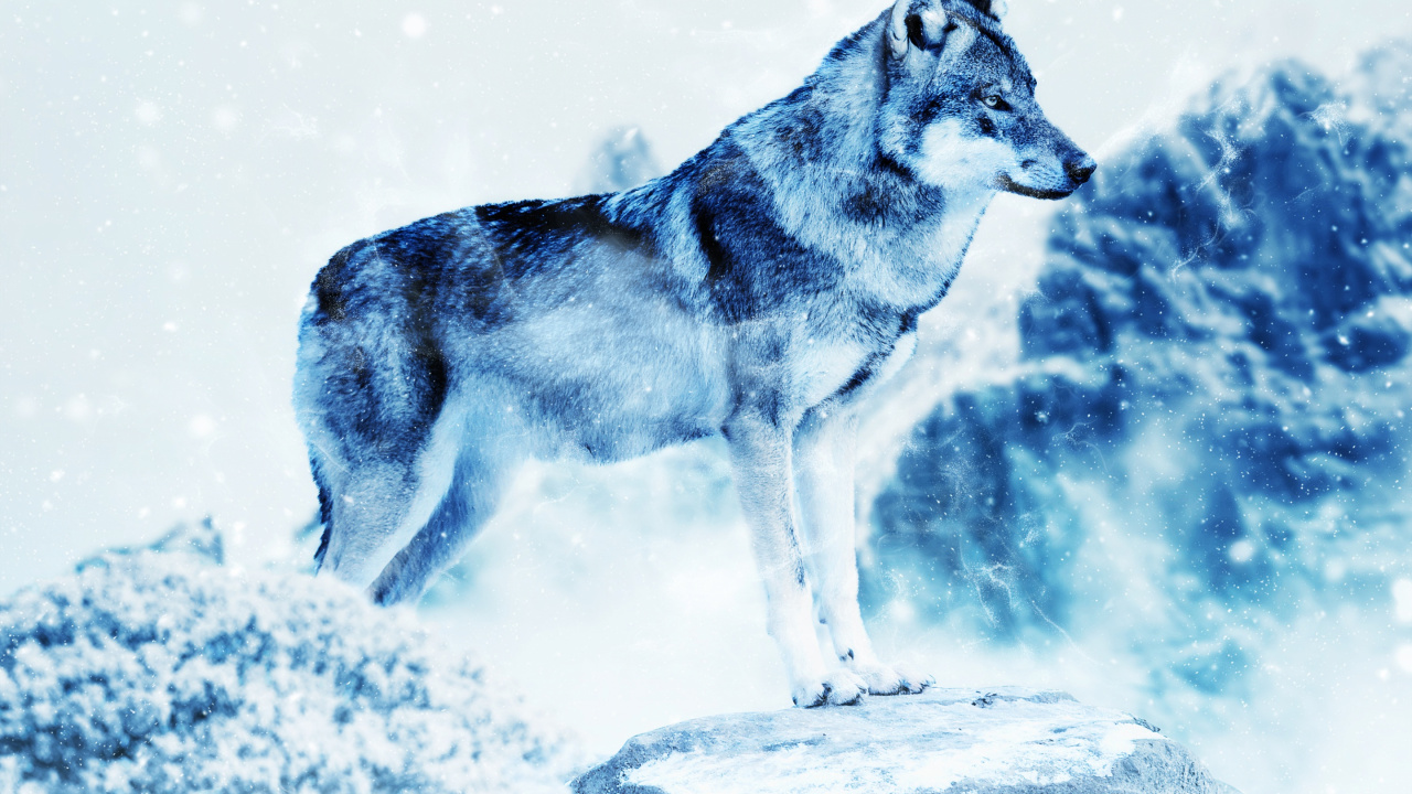 Brown Wolf Standing on Brown Rock. Wallpaper in 1280x720 Resolution