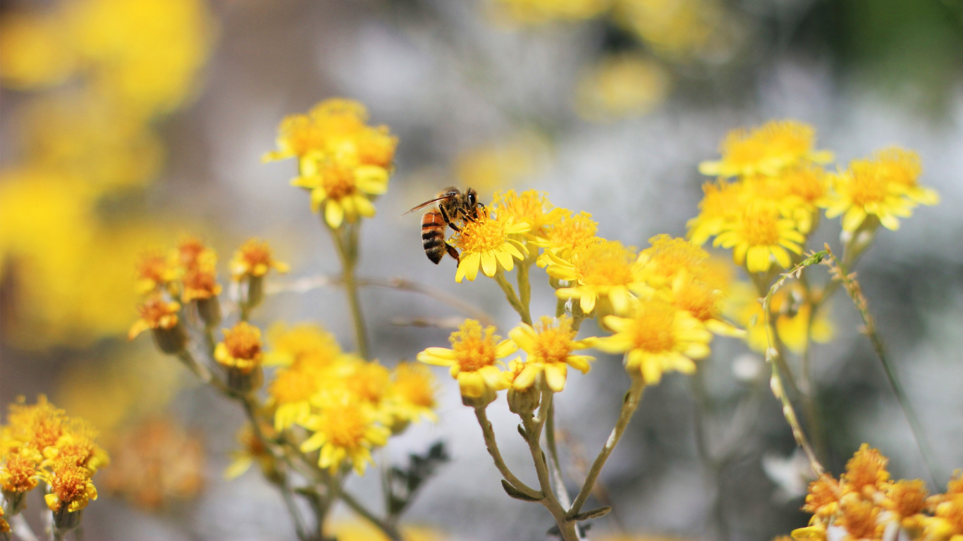 显花植物, 黄色的, 弹簧, 花粉, 野花 壁纸 1366x768 允许