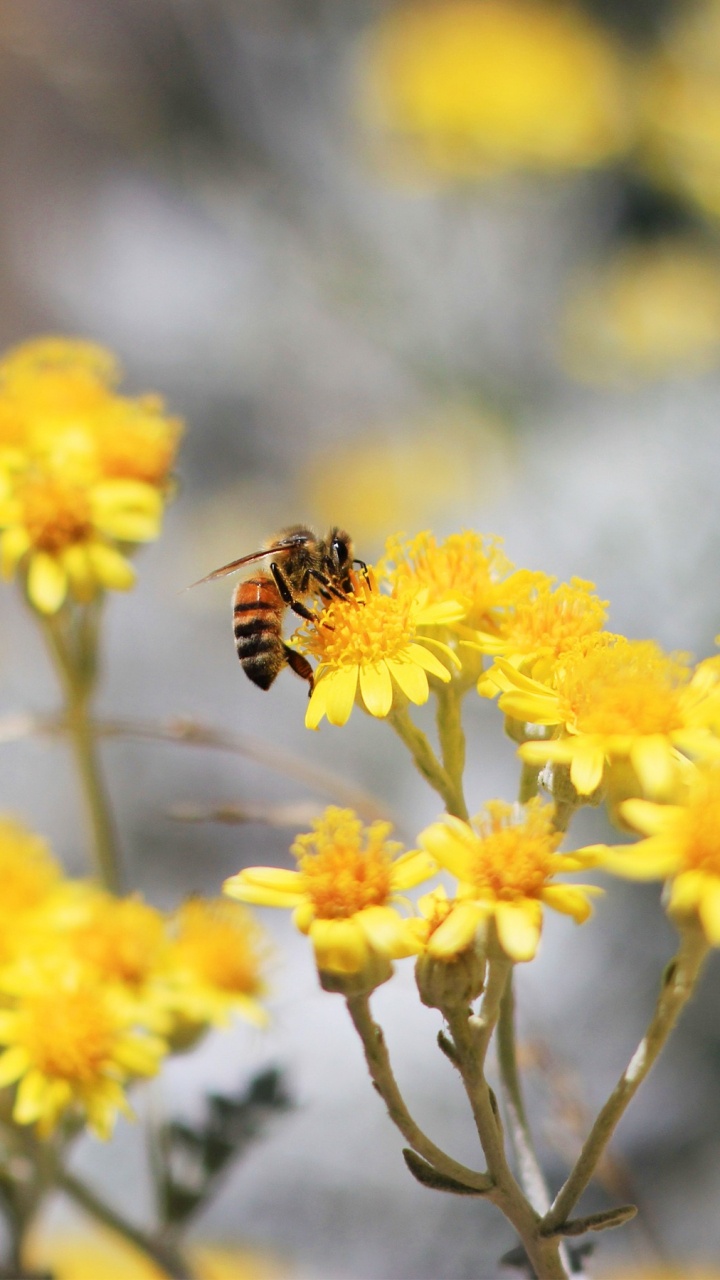 Gelbe Und Schwarze Biene Auf Gelber Blume. Wallpaper in 720x1280 Resolution