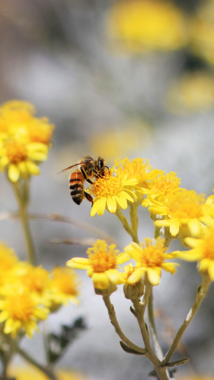 Gelbe Und Schwarze Biene Auf Gelber Blume. Wallpaper in 750x1334 Resolution