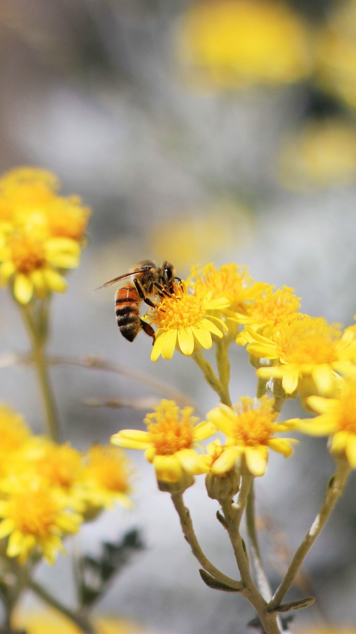 Yellow and Black Bee on Yellow Flower. Wallpaper in 720x1280 Resolution