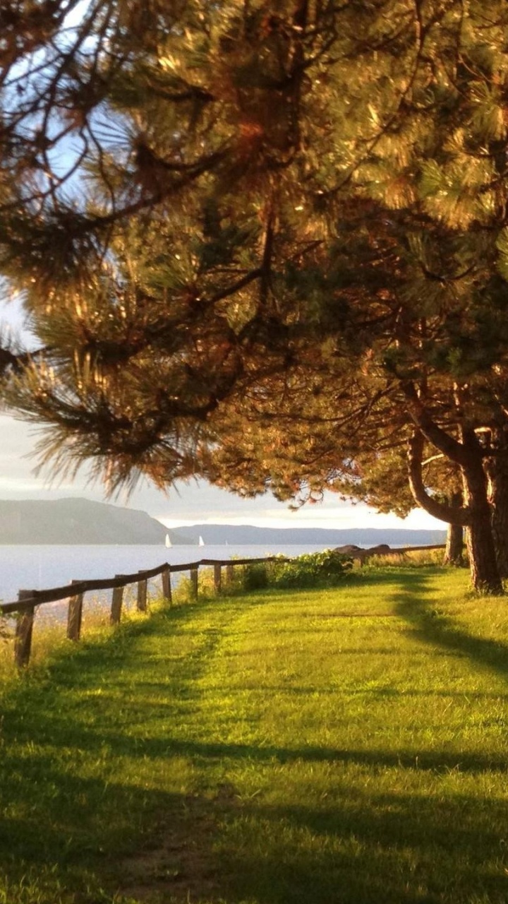 Green Grass Field With Trees Near Sea During Daytime. Wallpaper in 720x1280 Resolution
