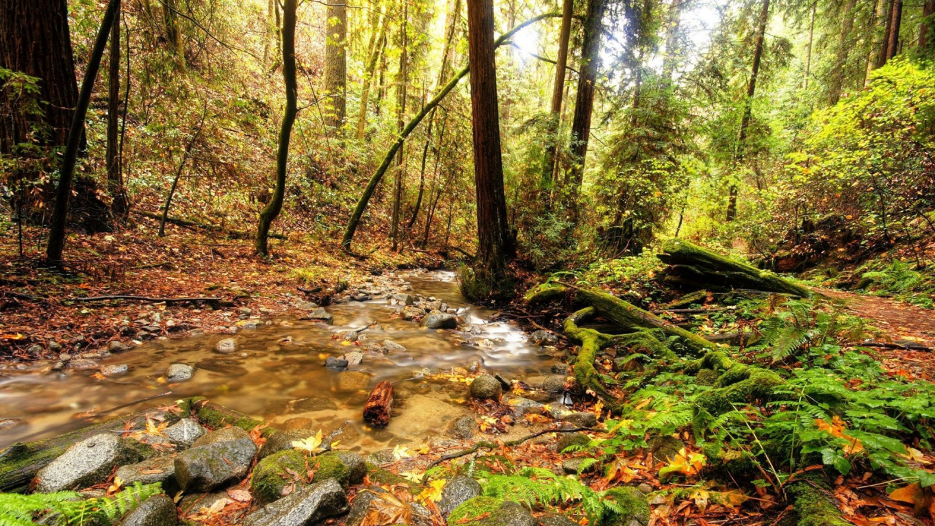 River in The Middle of Forest During Daytime. Wallpaper in 1366x768 Resolution