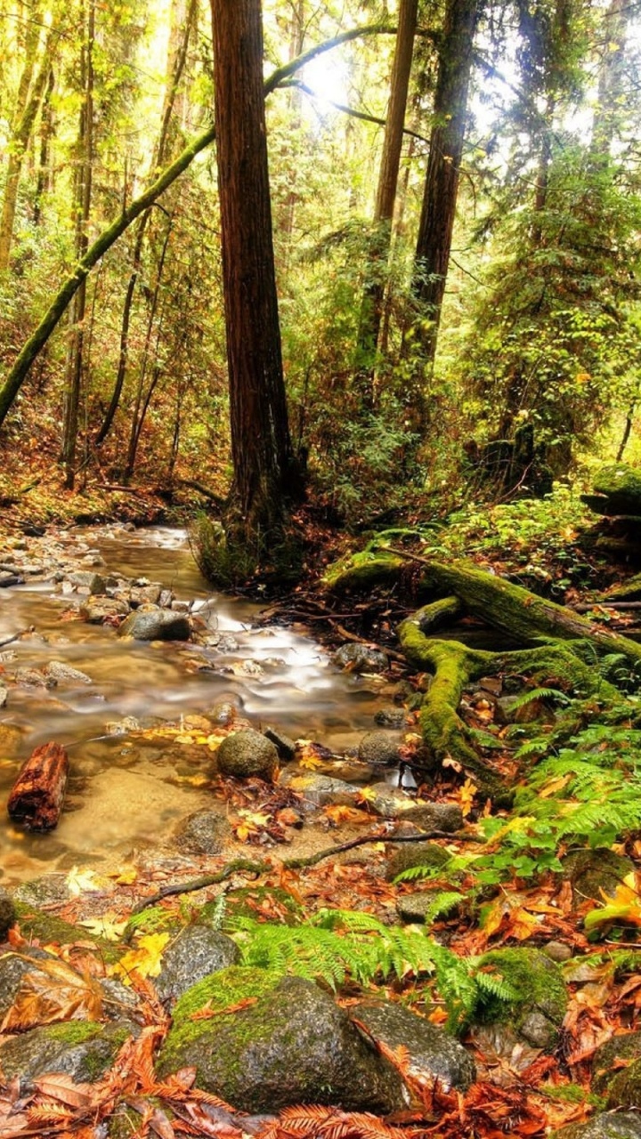River in The Middle of Forest During Daytime. Wallpaper in 720x1280 Resolution