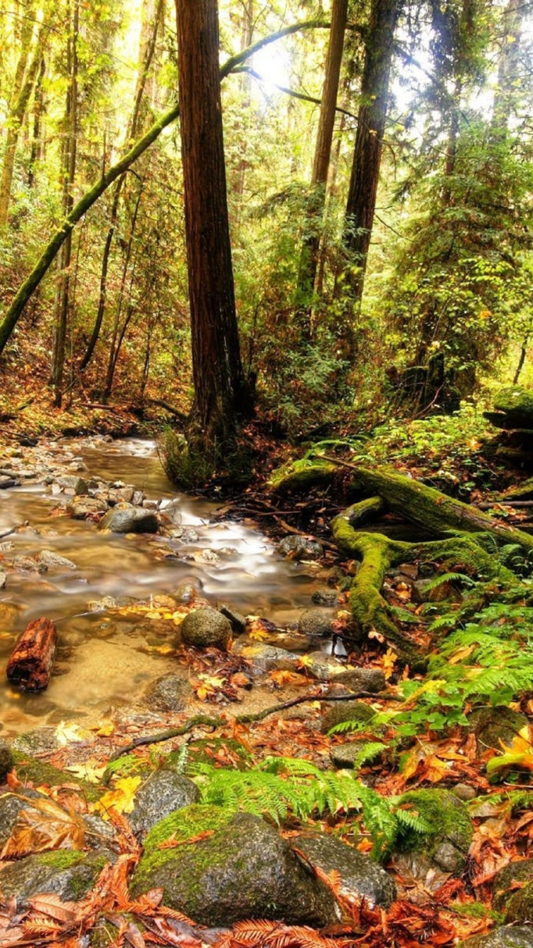 Fluss Mitten im Wald Tagsüber. Wallpaper in 750x1334 Resolution