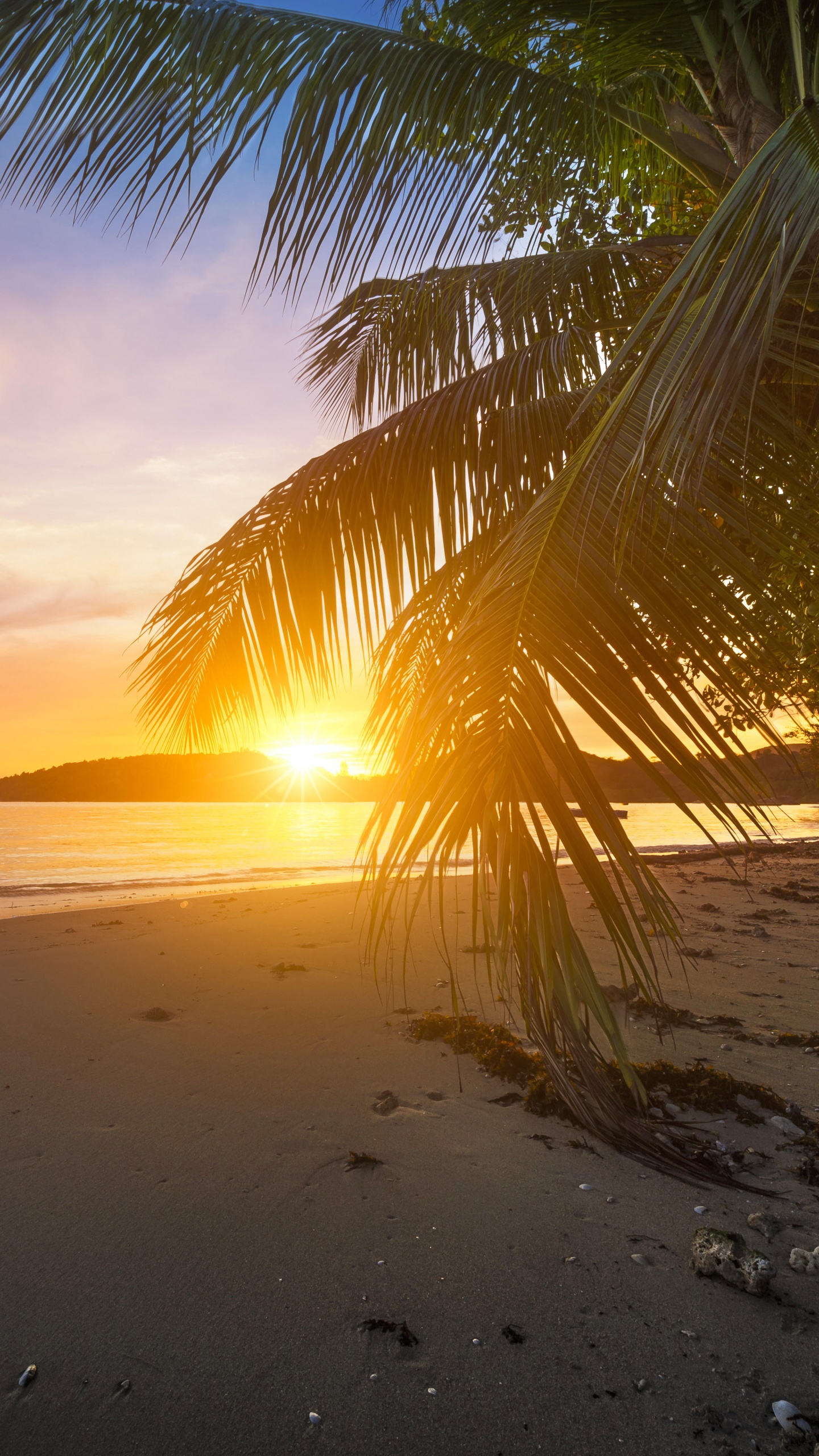 Palmier Sur la Plage au Coucher du Soleil. Wallpaper in 1440x2560 Resolution