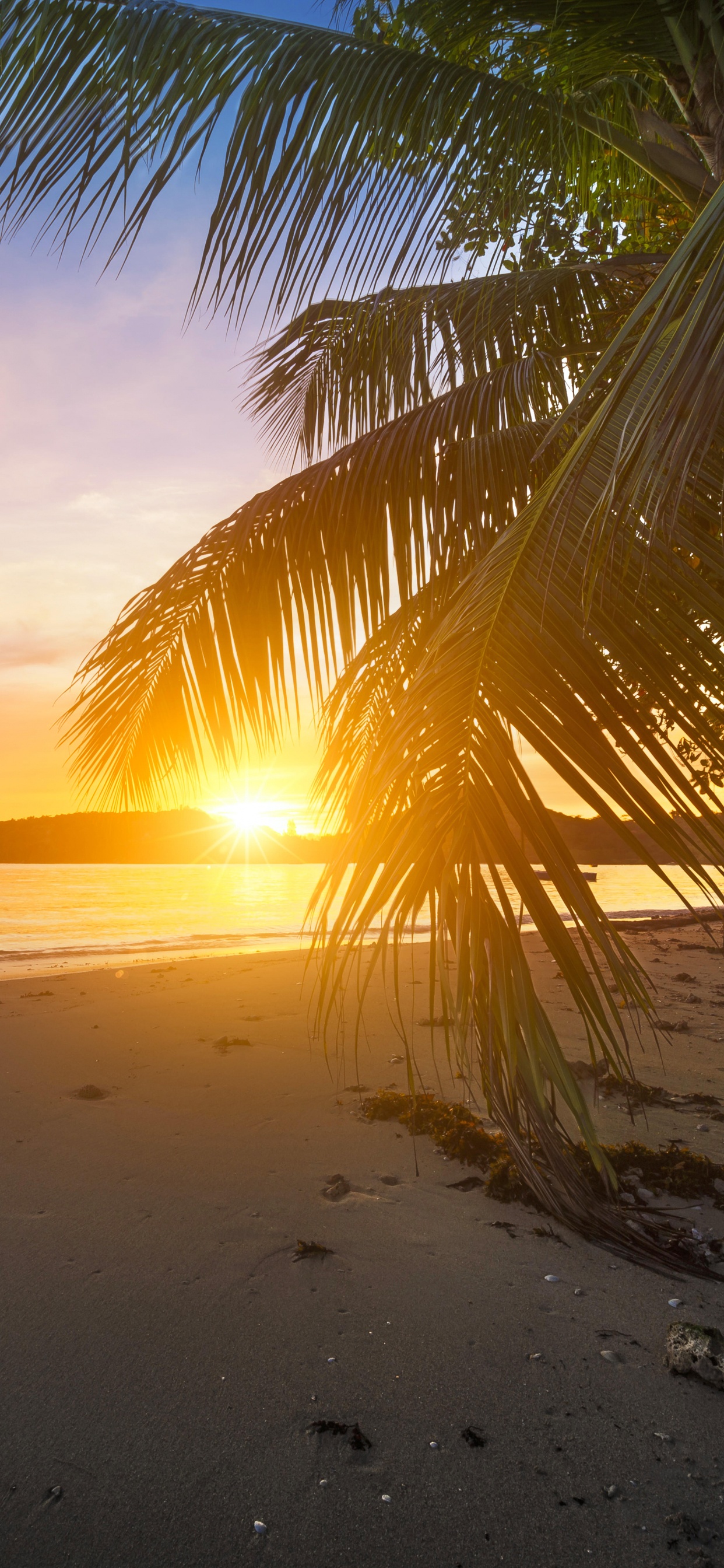 Palm Tree on Beach Shore During Sunset. Wallpaper in 1242x2688 Resolution