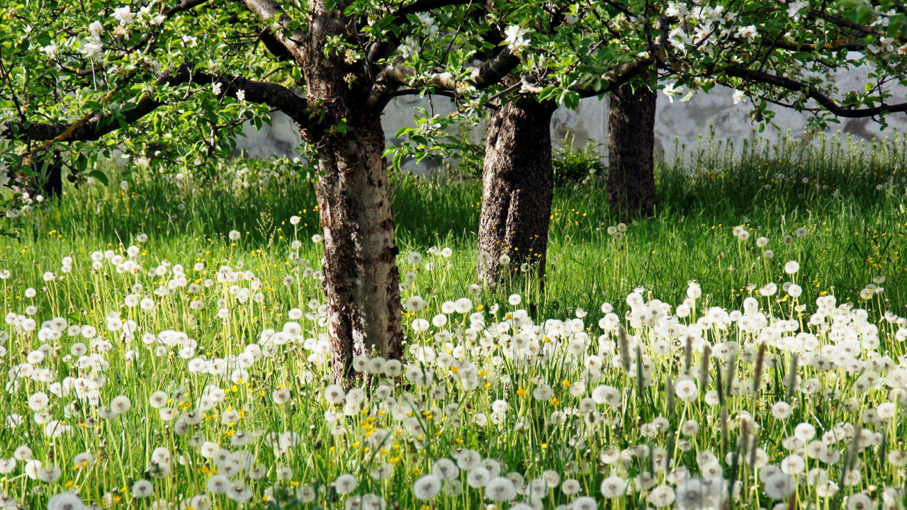 Fleurs Blanches Sous un Arbre Vert Pendant la Journée. Wallpaper in 1280x720 Resolution