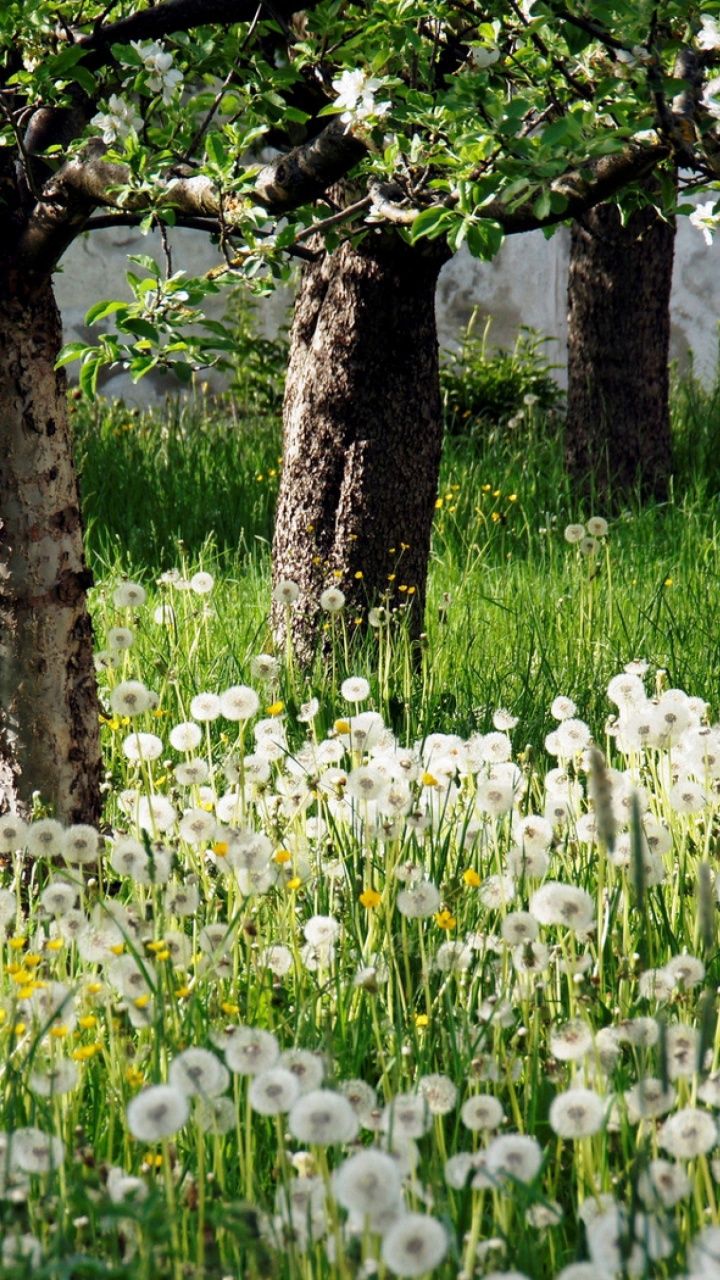 Fleurs Blanches Sous un Arbre Vert Pendant la Journée. Wallpaper in 720x1280 Resolution