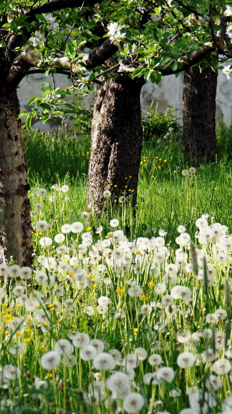 White Flowers Under Green Tree During Daytime. Wallpaper in 750x1334 Resolution