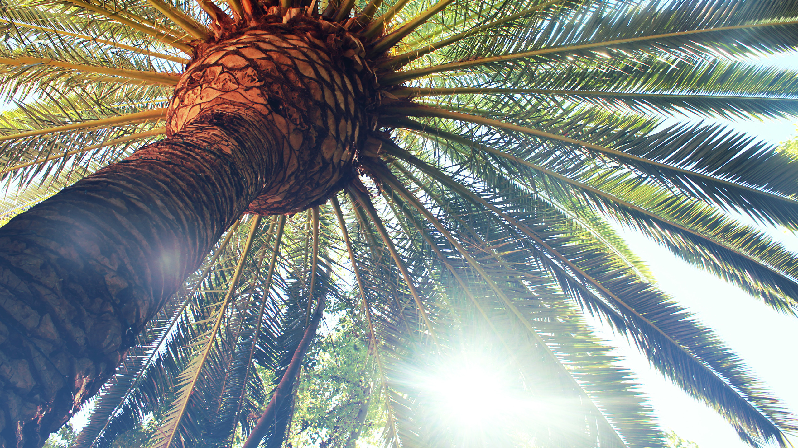 Fotografía de Ángulo Bajo de Palmera. Wallpaper in 2560x1440 Resolution