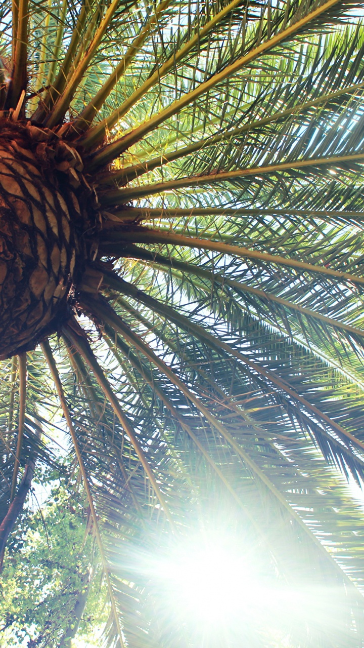 Low Angle Photography of Palm Tree. Wallpaper in 720x1280 Resolution