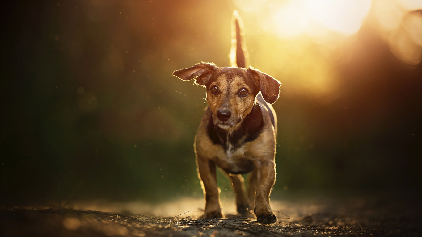 Brown and White Short Coated Dog on Black Soil. Wallpaper in 1366x768 Resolution
